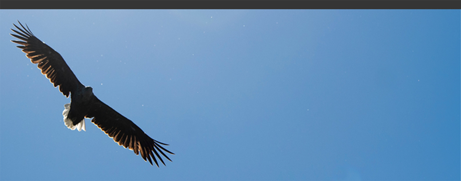 翼を広げるオジロワシの背景画像